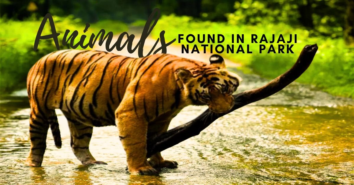 Animals found in Rajaji National Park