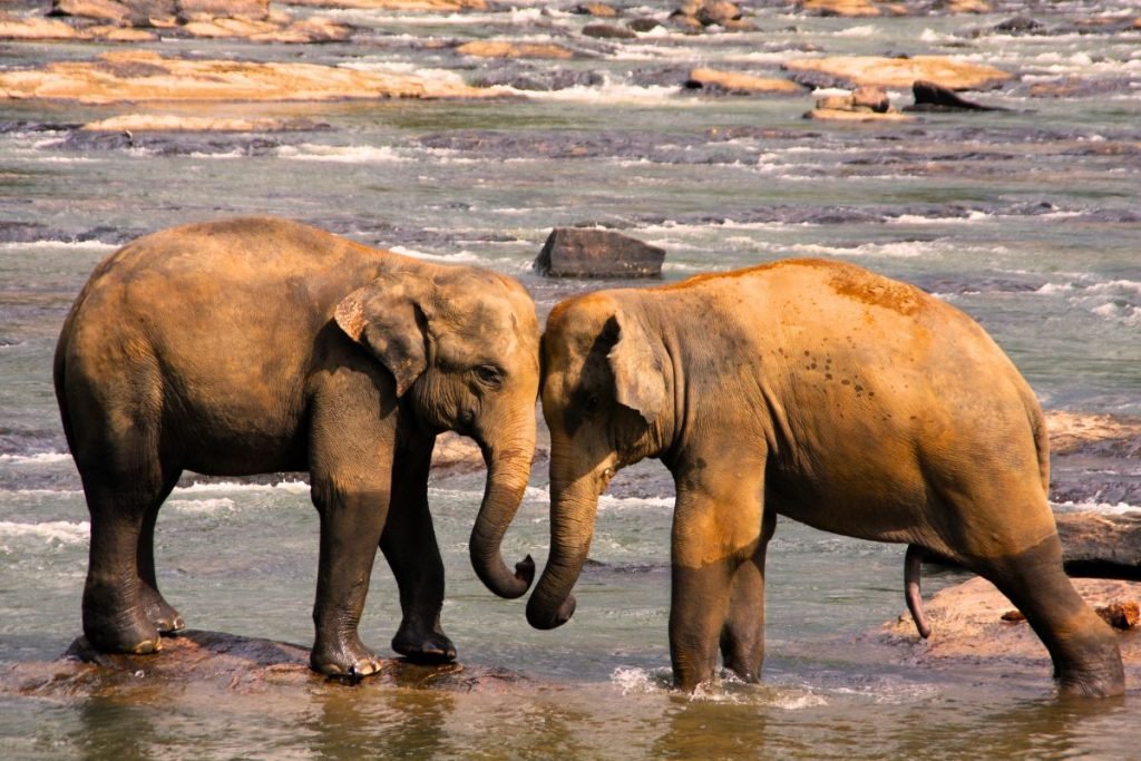 Asian elephants in Rajaji National Park
