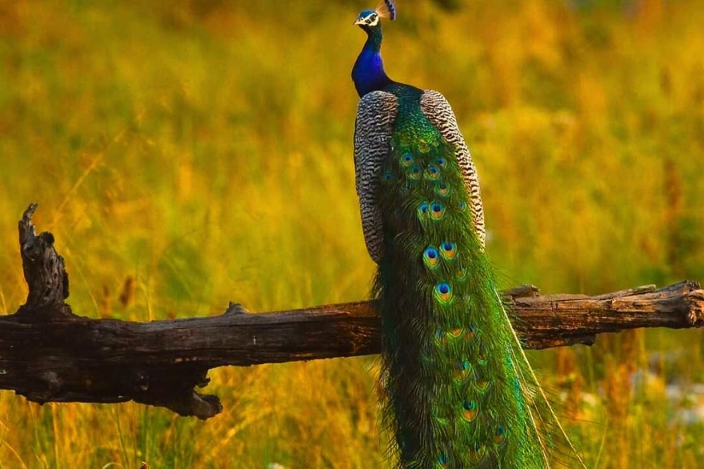 Birds in Rajaji National Park