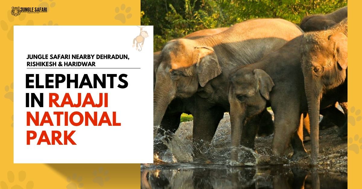 The Majesty of Elephants in Rajaji National Park