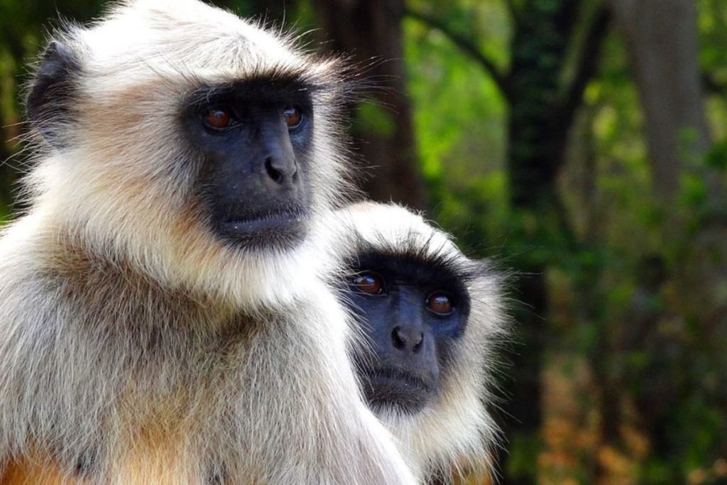 Hanuman langur in Rajaji