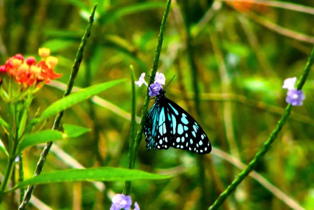 Reptiles and Amphibians in Rajaji National Park: