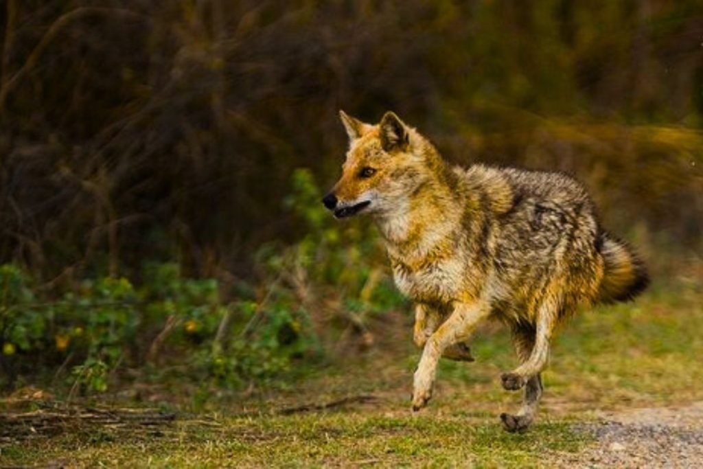 Mammals in Rajaji National Park