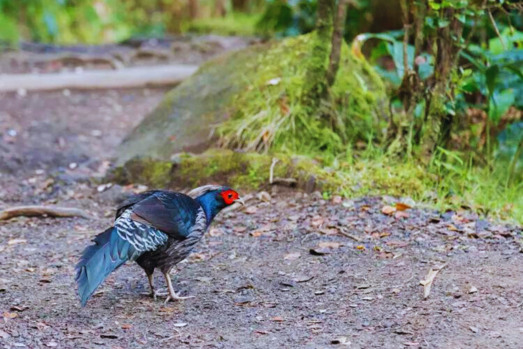 Kalij Pheasant