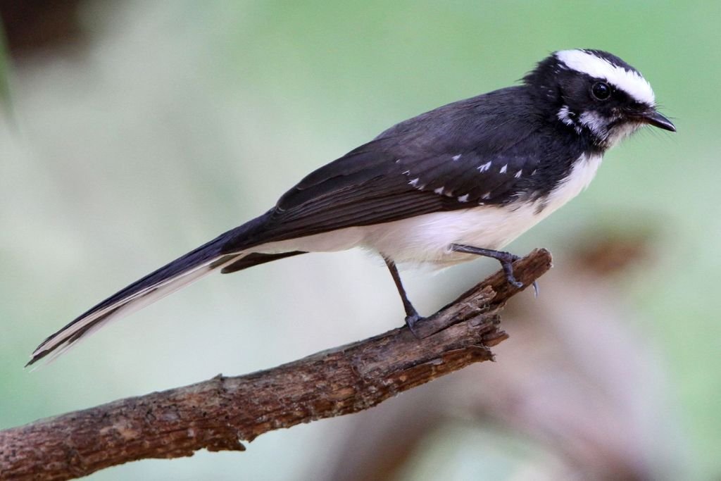 Birdwatching Tips for Observing the White Browed Fantail