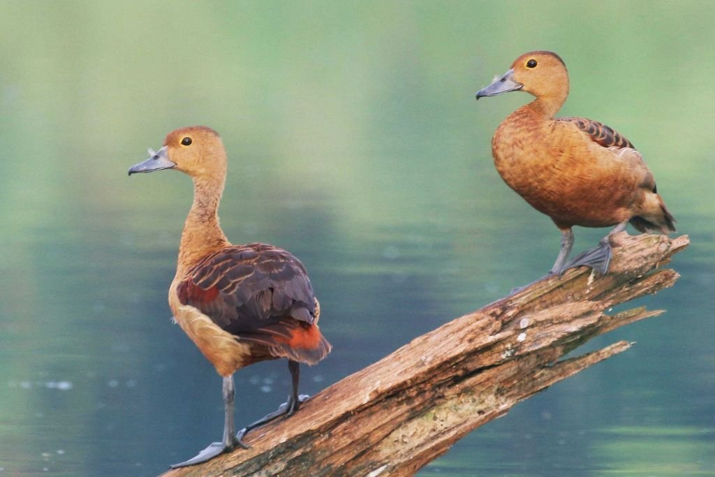 Lesser Whistling-Duck Diet and Conservation