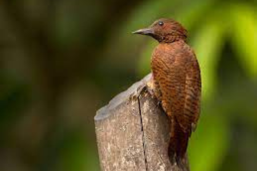 Rufous Woodpecker