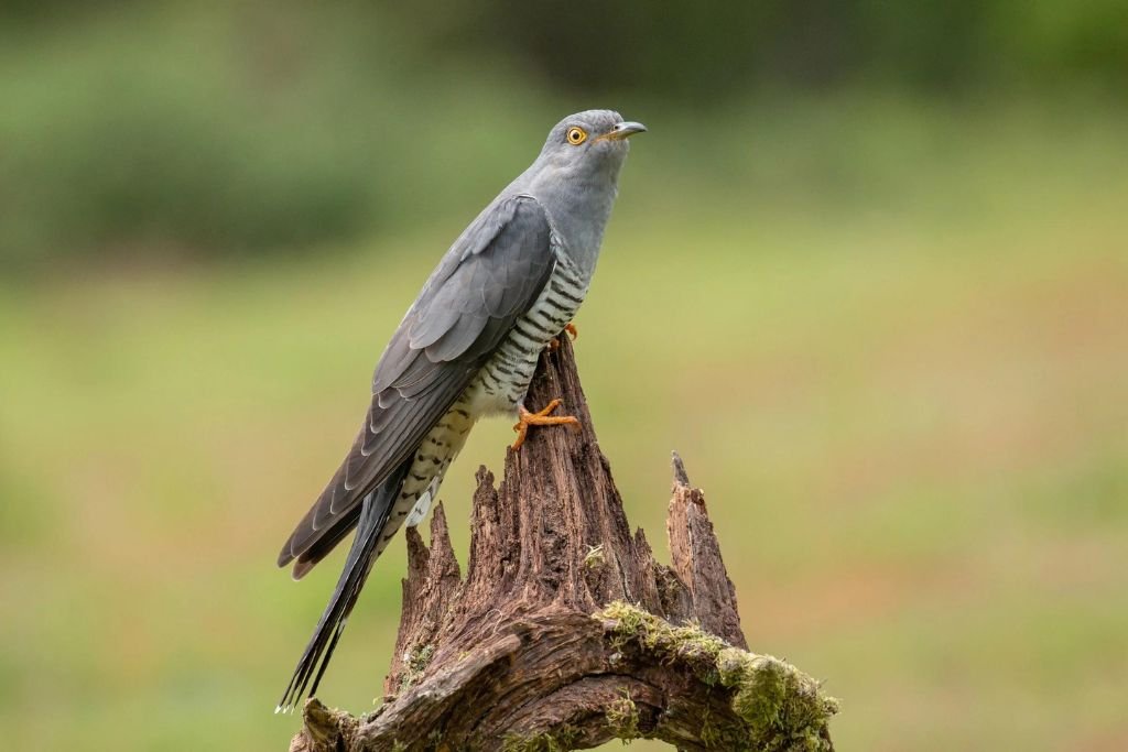 Cuckoo Bird Behavior and Breeding