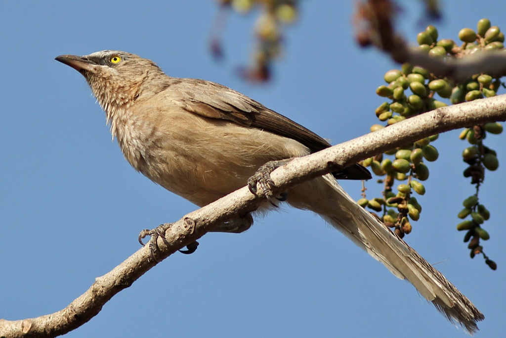 Large Grey Babbler