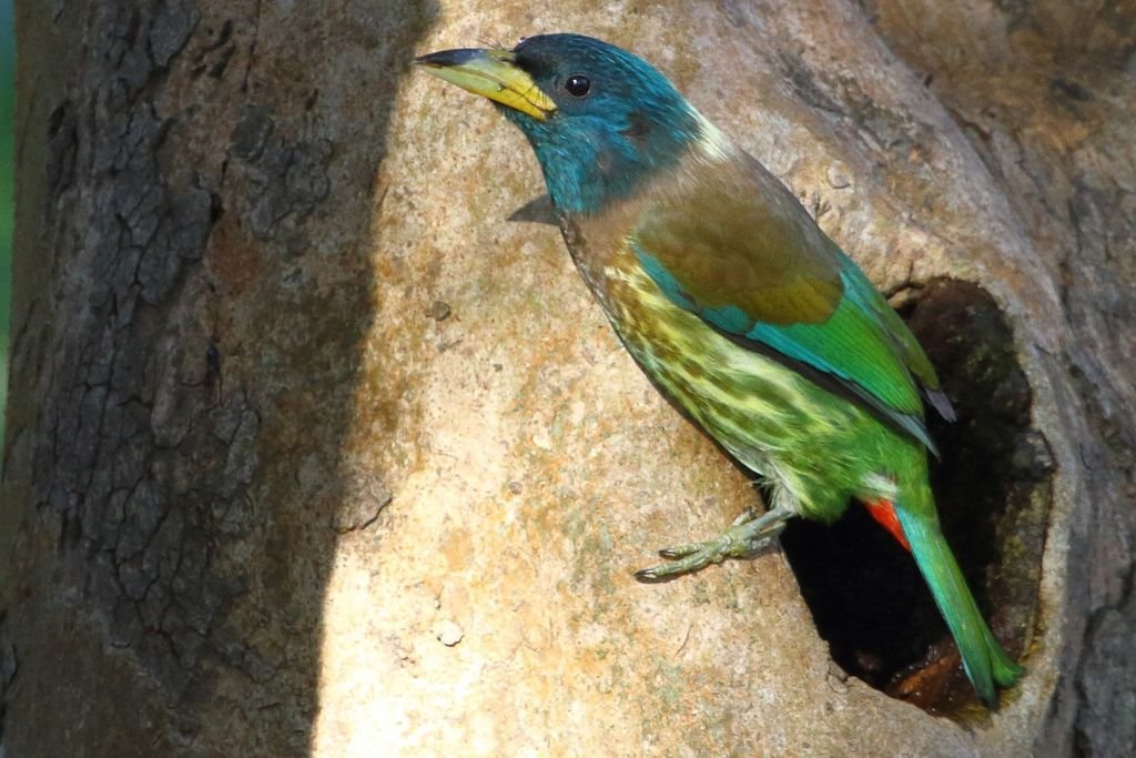 Taxonomy and Evolution of the Great Barbet
