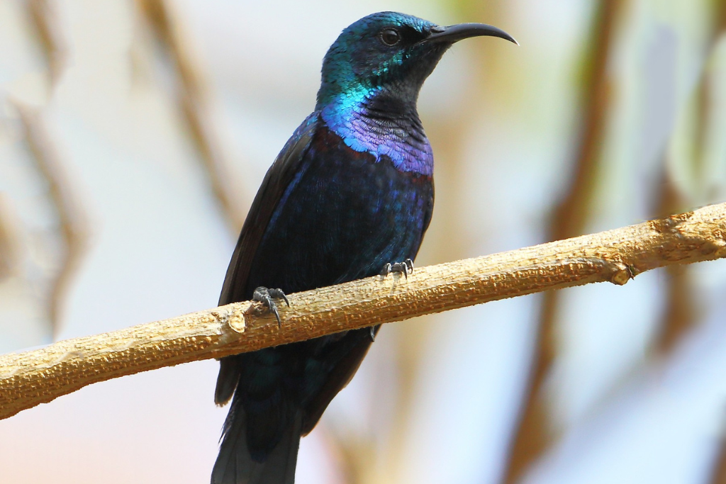 Purple Sunbird