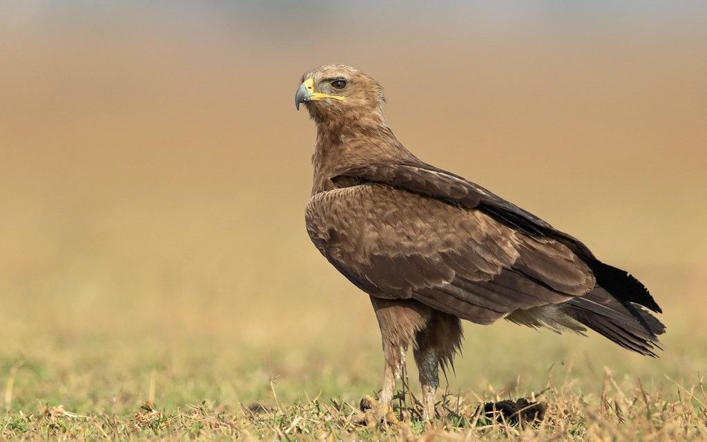 Threats and Conservation Efforts