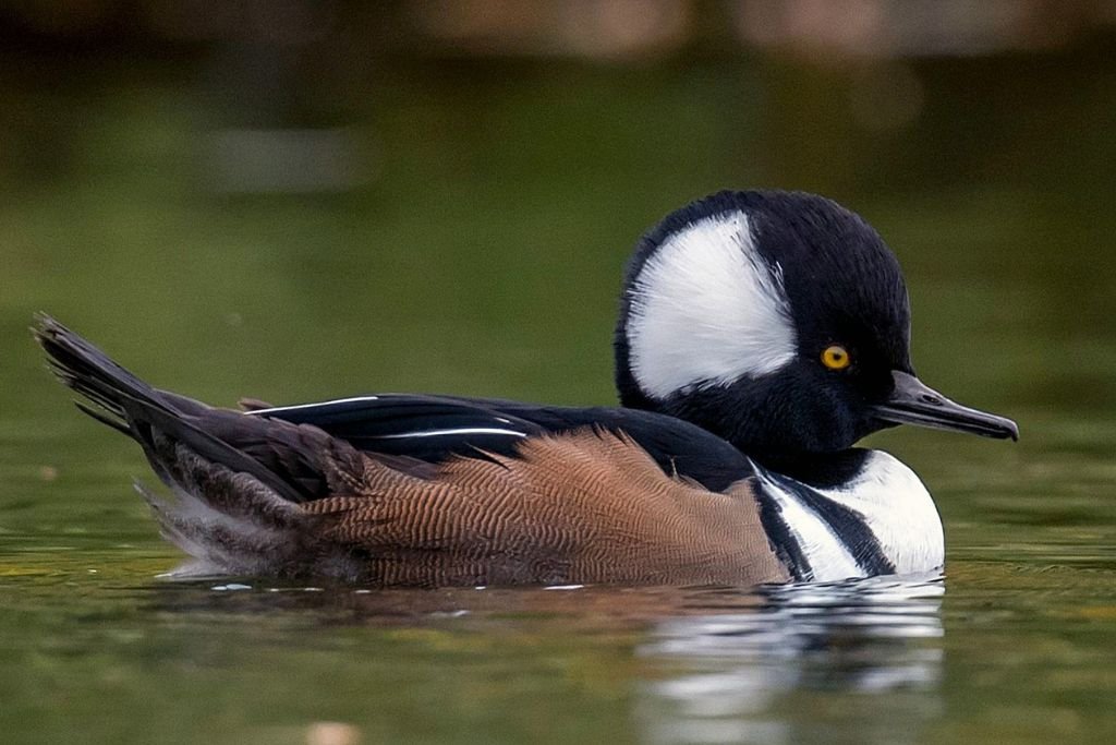 Habitat and Distribution of Common Merganser