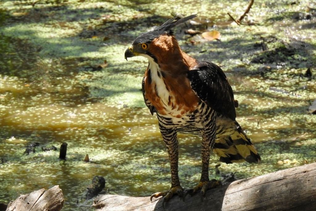 Nesting and Reproduction of the Changeable Hawk-Eagle