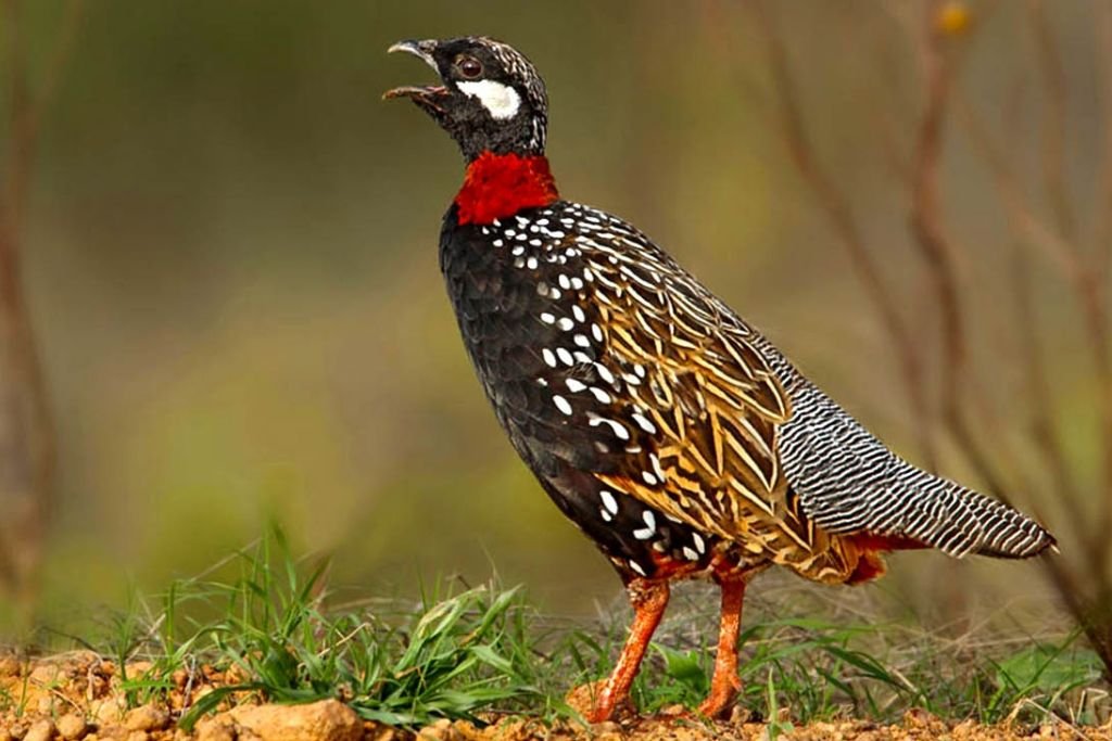 Bird Watching at Rajaji National Park