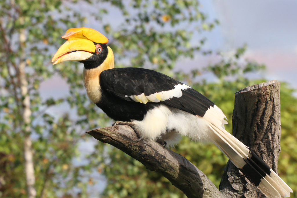 Hornbills at Rajaji National Park