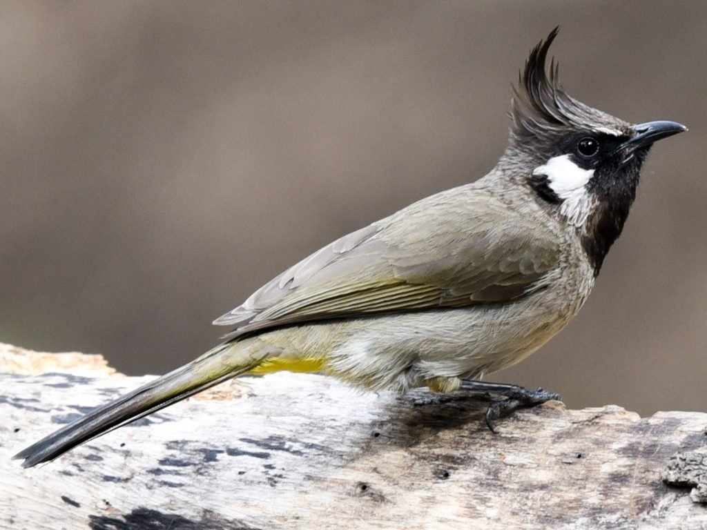 Himalayan Bulbul