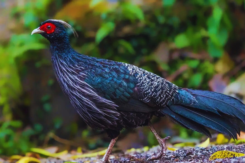 Kalij Pheasant