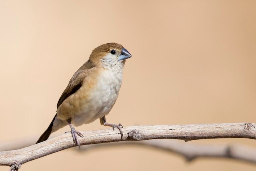 Breeding and Conservation