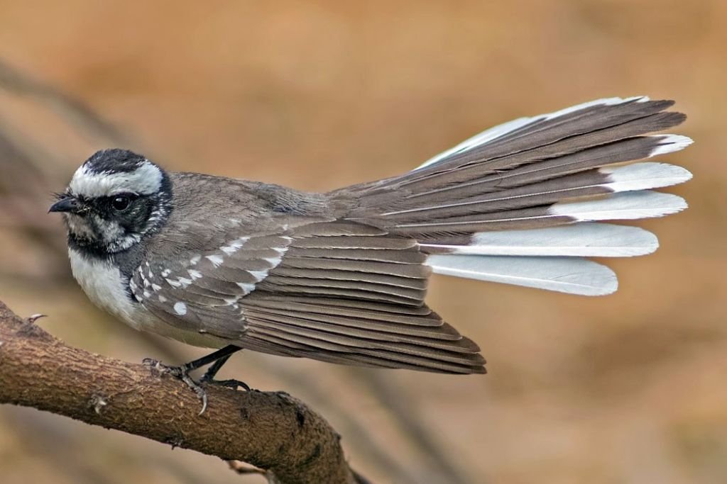 Birdwatching Destinations to Spot the White Browed Fantail