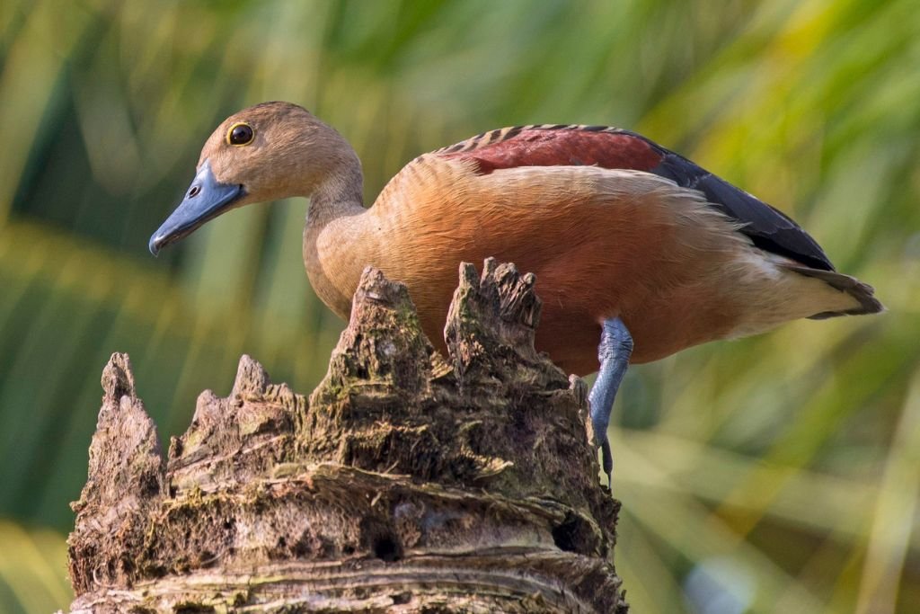 Lesser Whistling-Duck Habitat