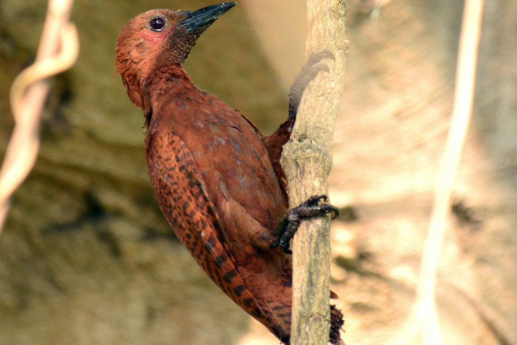 Rufous Woodpecker