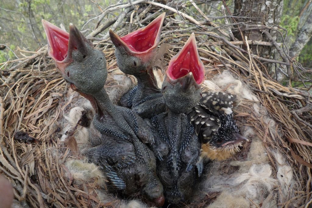 Cuckoo Bird Conservation and Migration