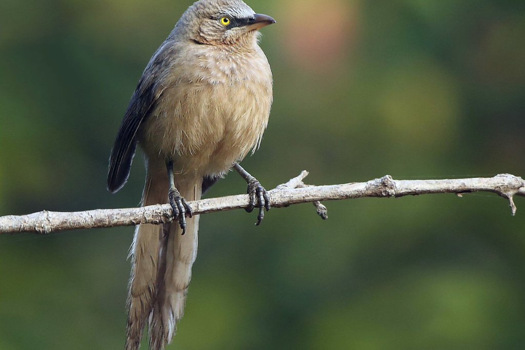 Large Grey Babbler
