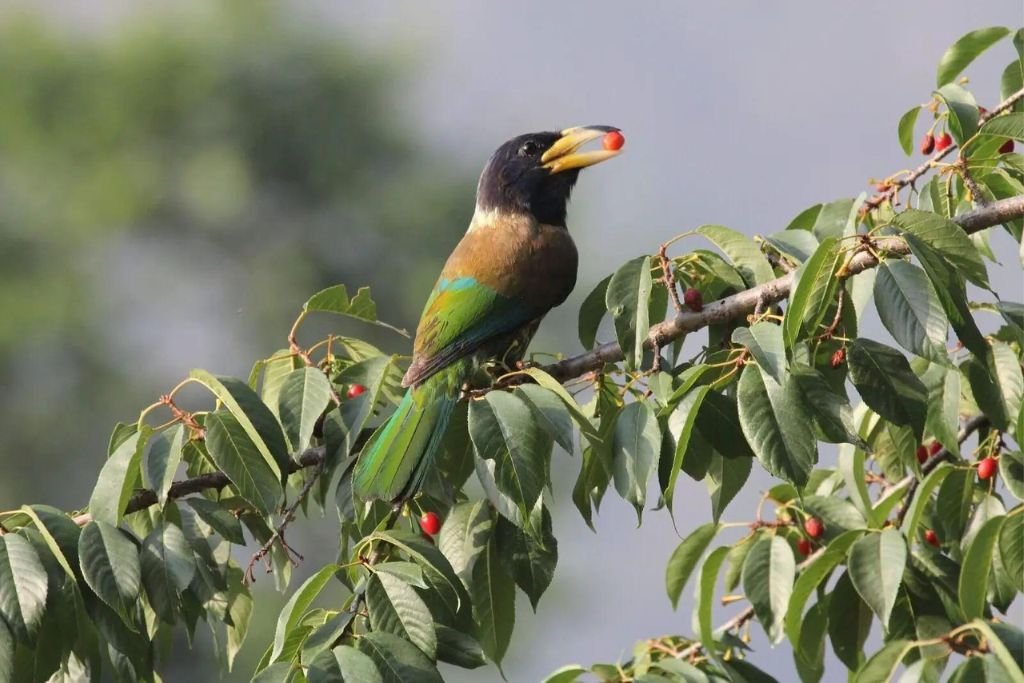 Physical Characteristics and Distribution of the Great Barbet