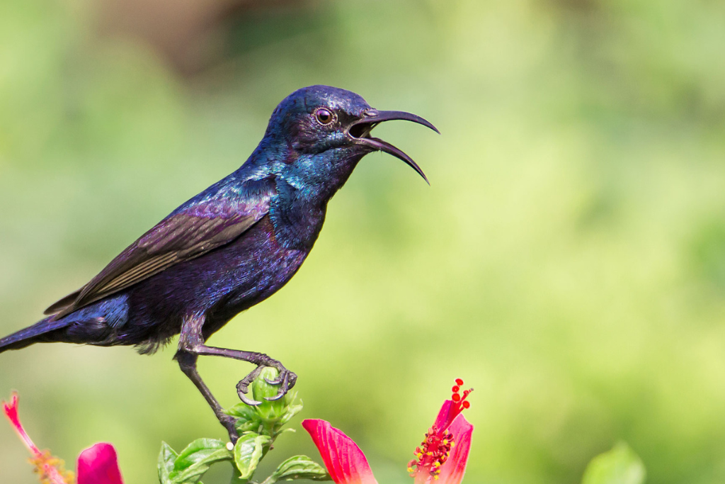 Purple Sunbird