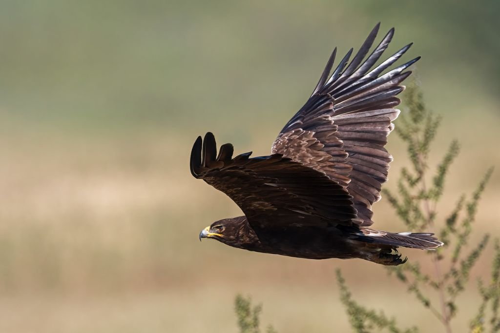 Indian Spotted Eagle