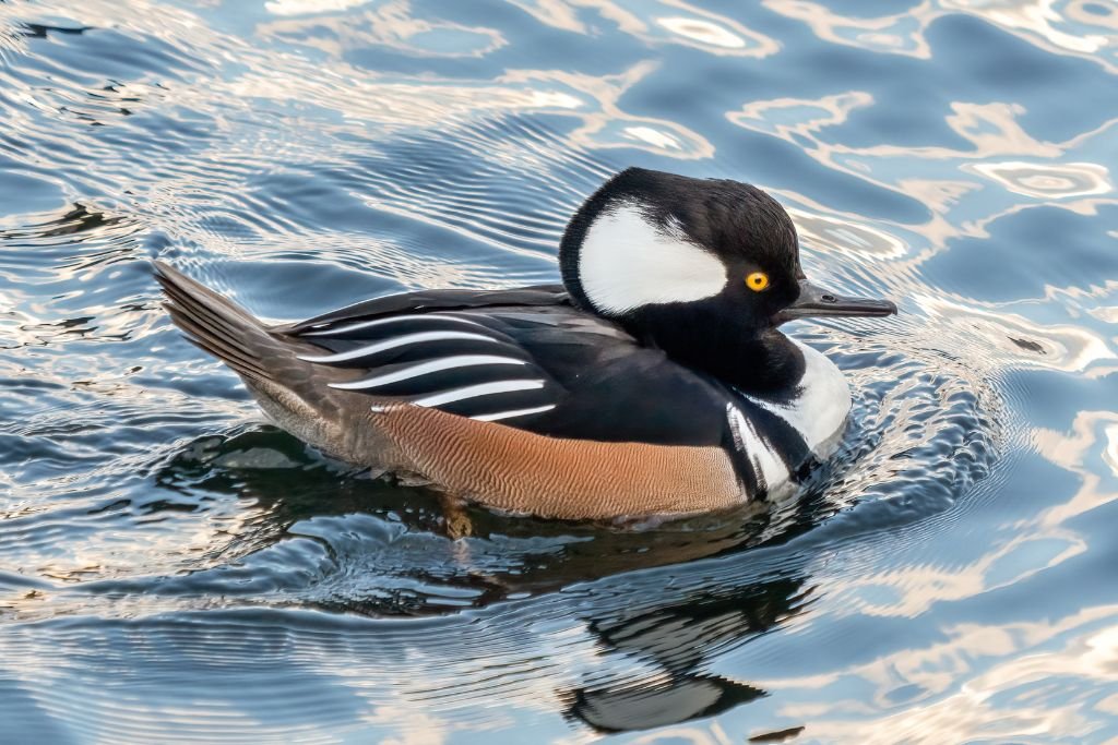 Merganser Diet