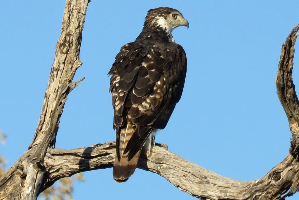 Habitat Preferences of the Changeable Hawk-Eagle