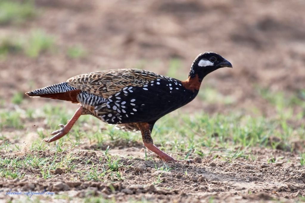 Conservation Status and Distribution of Black Francolin
