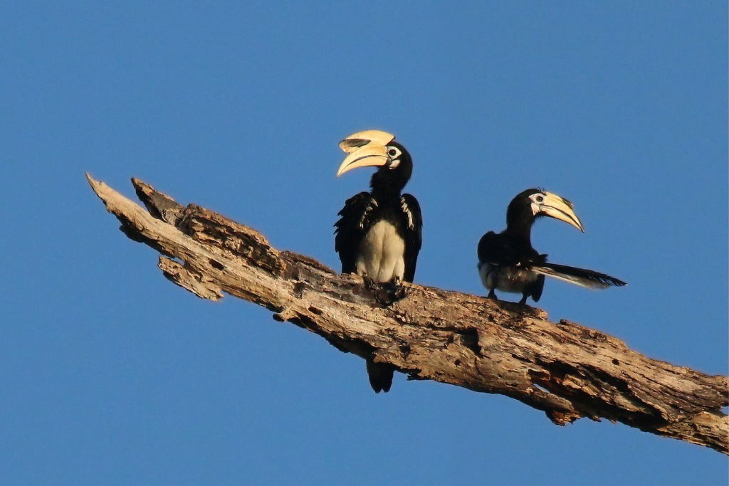 Hornbills at Rajaji National Park