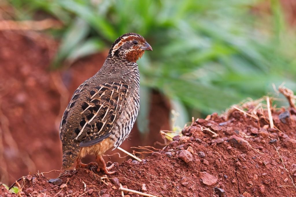 Breeding Habits and Conservation Status