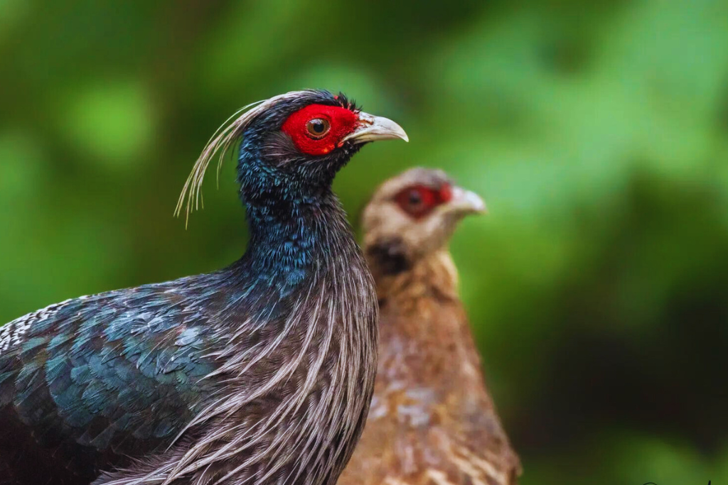 Kalij Pheasant