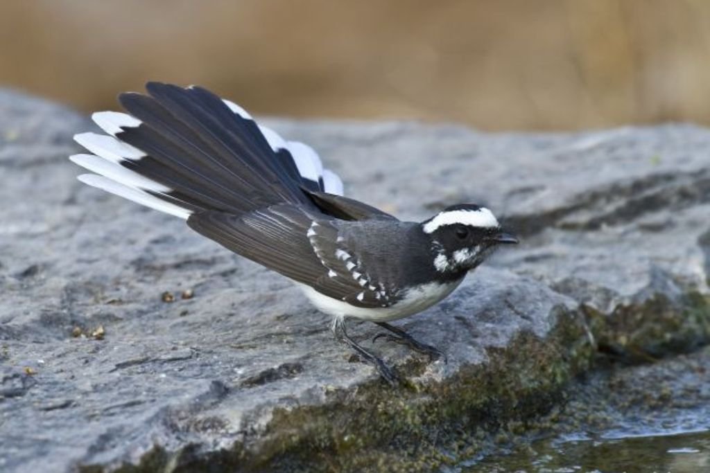 Habitat and Behavior of the White Browed Fantail