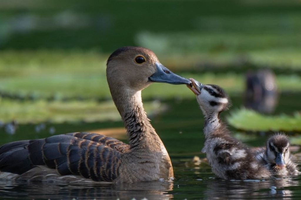 Lesser Whistling-Duck Facts
