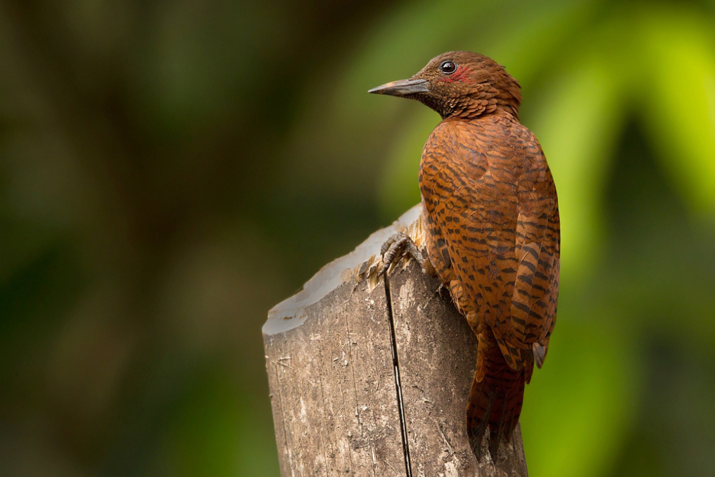 Rufous Woodpecker