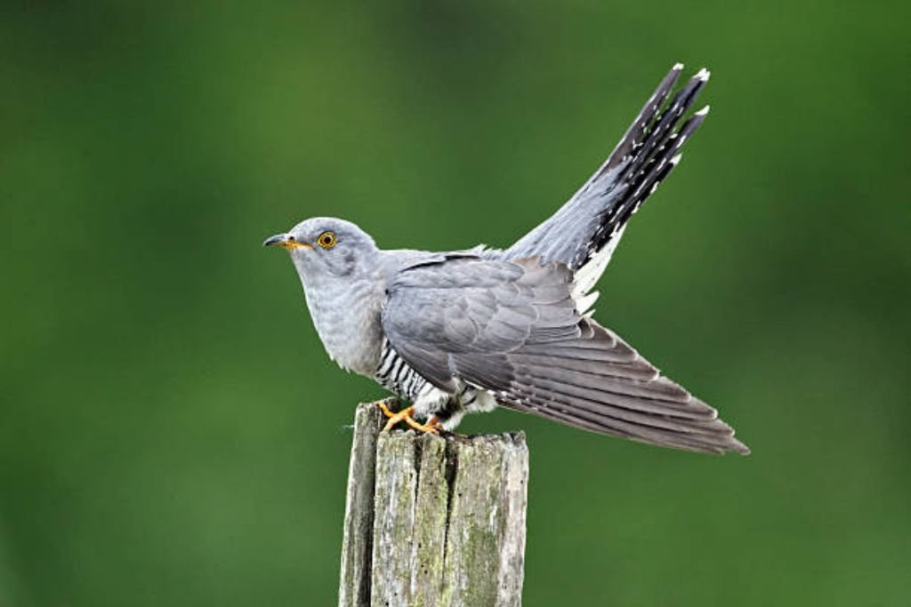 Cuckoo Bird Description and Habitat
