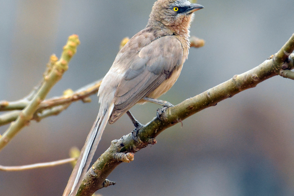 Large Grey Babbler