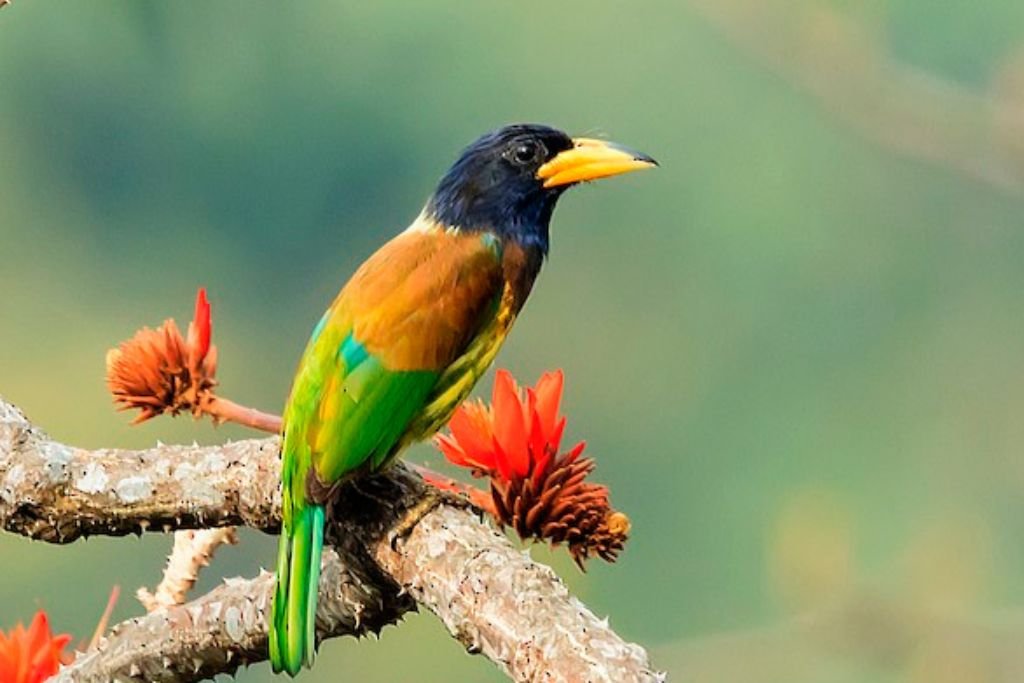 Behavior and Conservation of the Great Barbet