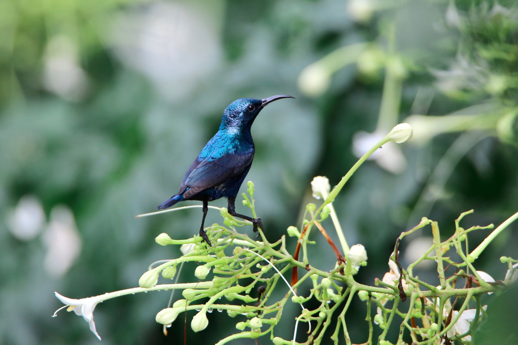 Purple Sunbird