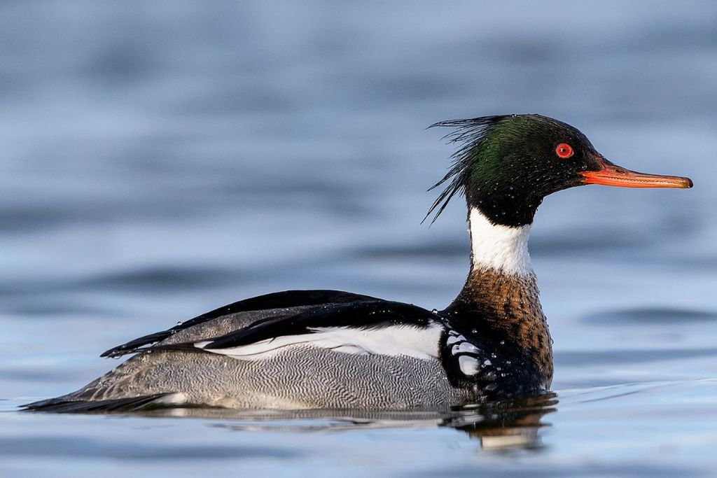 Behavior and Diet of Common Merganser