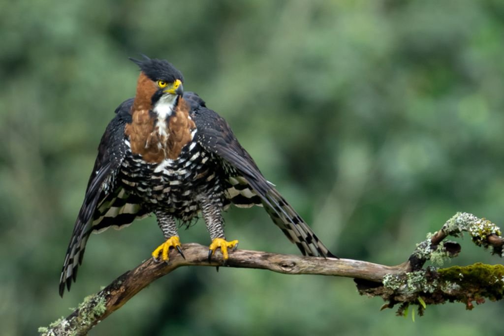 Habitat and Behavior of the Changeable Hawk-Eagle