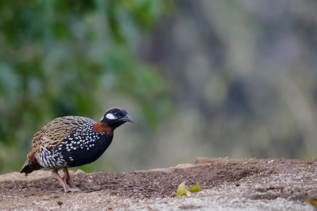 Habitat and Behavior of Black Francolin
