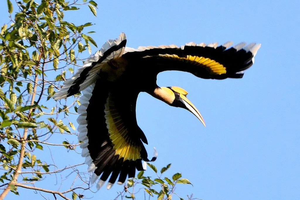 Hornbills at Rajaji National Park