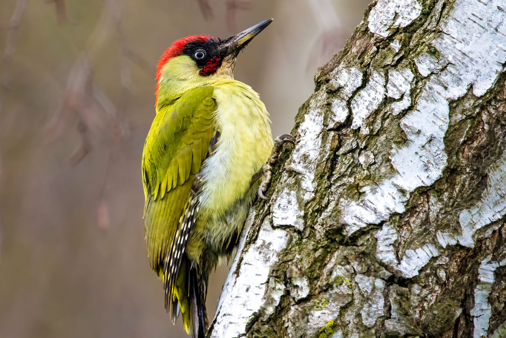 Rufous Woodpecker