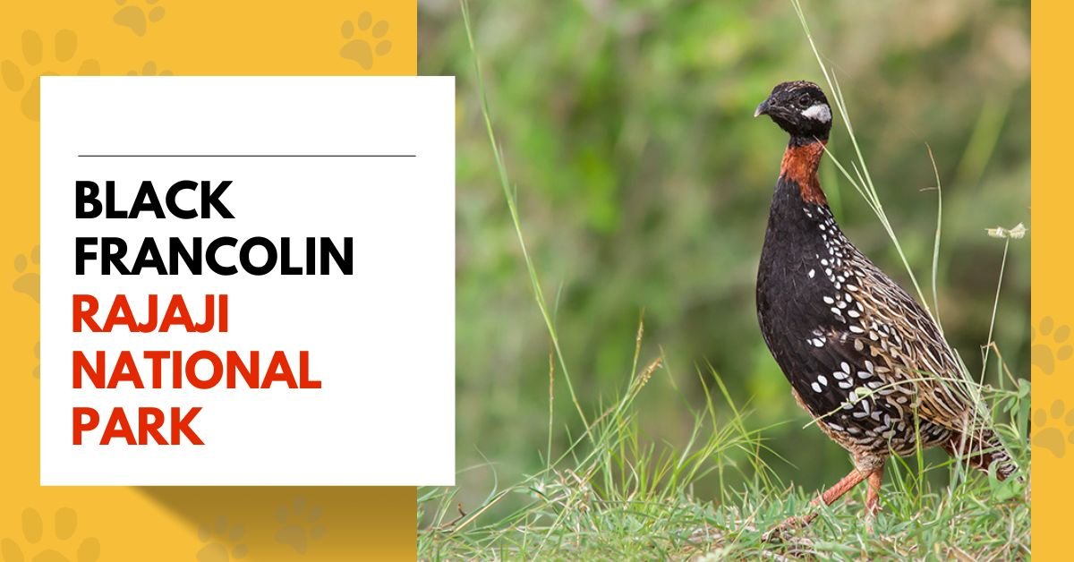 Black Francolin Sightings at Rajaji National Park